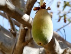 Le fruit du baobab, un fruit source d’énergie