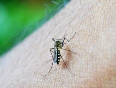 Le paludisme : halte aux moustiques !