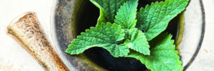 Le tulsi, une plante sacrée aux multiples bienfaits pour la santé