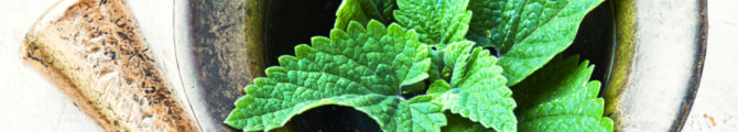 Le tulsi, une plante sacrée aux multiples bienfaits pour la santé